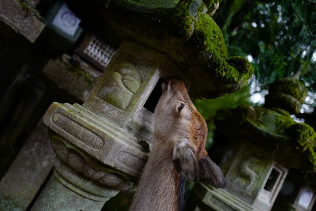 鹿与古寺