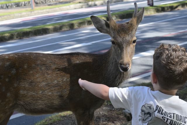 霸气侧漏的雄鹿