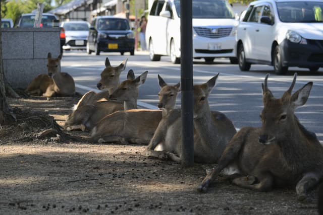 奈良公园随处可见的小鹿