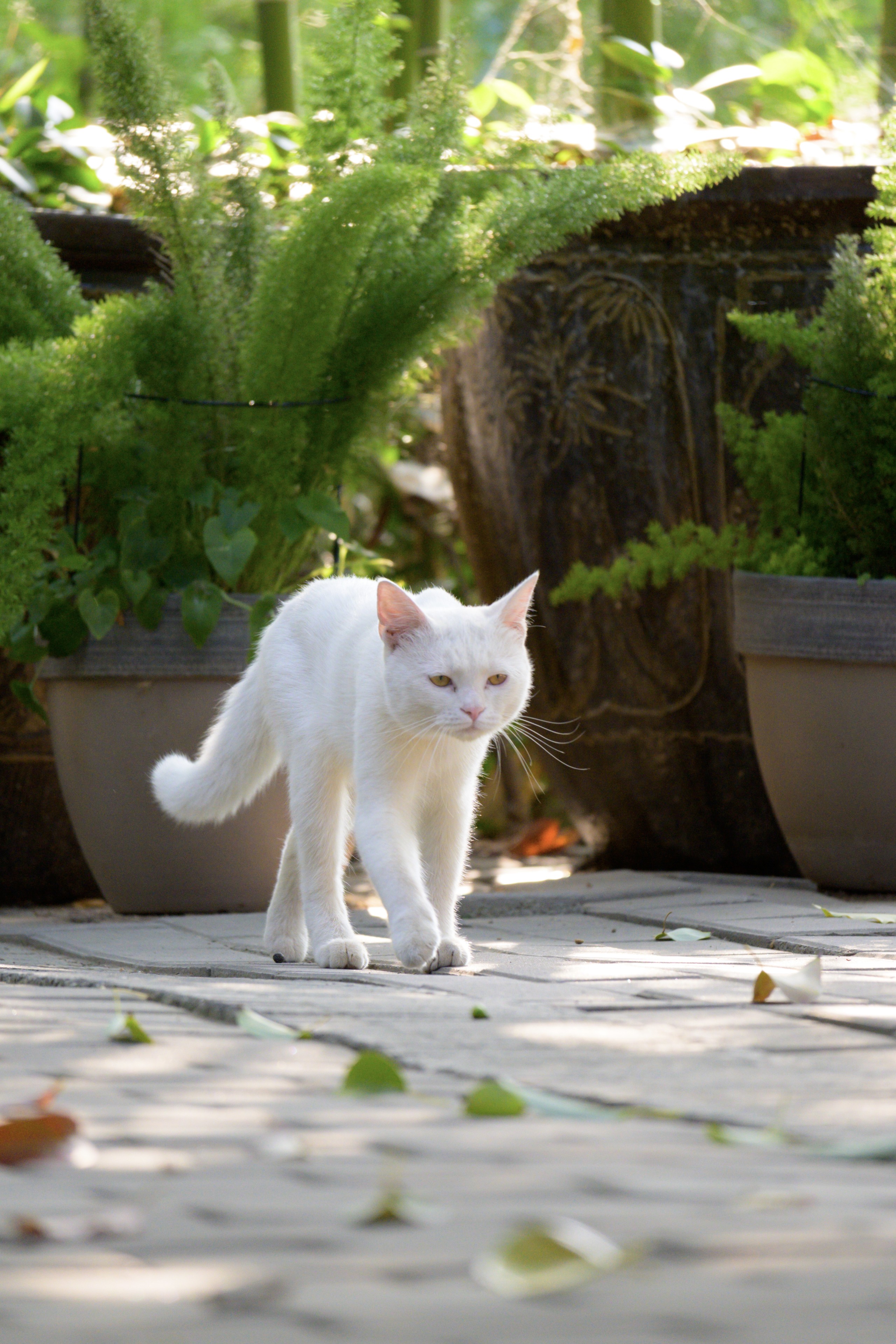 大兴善寺里的猫