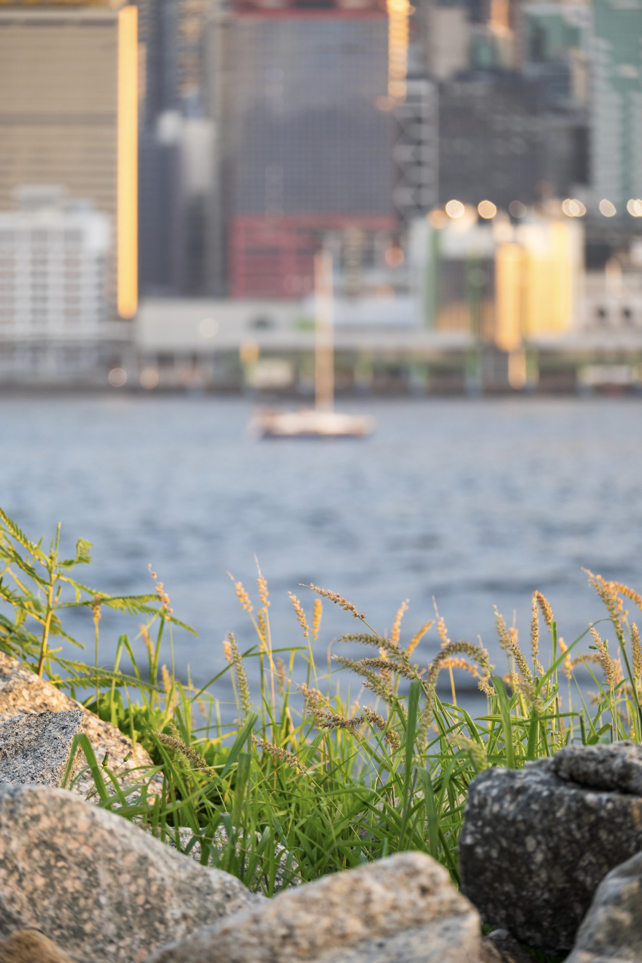 维多利亚港的日落